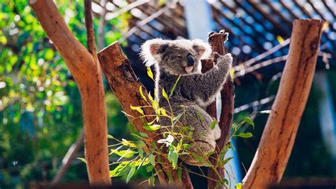 Taronga Zoo Sustainability
